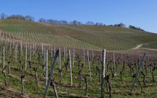 Côtes de Gascogne